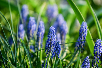 Easter background with fresh spring flowers Daffodil flowers in the field under sunny Yellow daffodils in grass. Summer background. Square image.