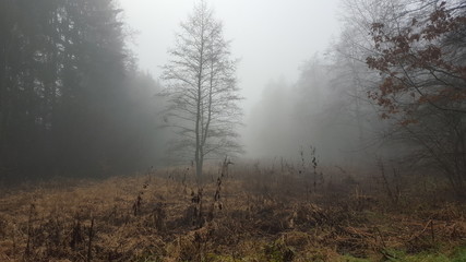 Nebel