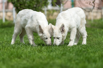 Berger Blanc Suisse White german shepherd poppy