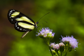 Banded Tigerwing butterfly feeds in a flower garden.