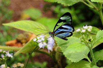 A Glasswinged butterfly feeds in a Costa Rican garden.