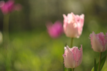 Obraz na płótnie Canvas spring pink tulips