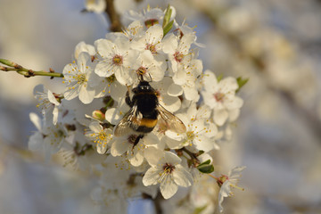bumblebee are all in the dust of flowers
