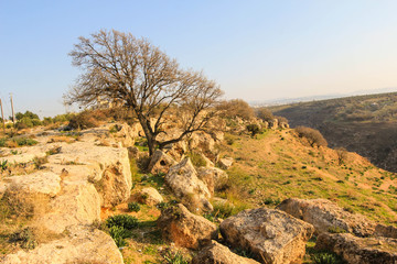 A barren tree