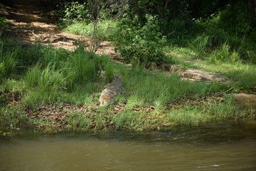 Alligator Weisser Nil Uganda