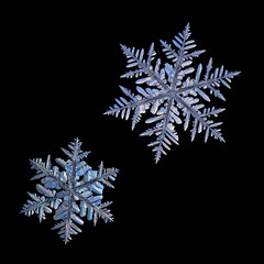 Two snowflakes isolated on black background. Macro photo of real snow crystals: large stellar...