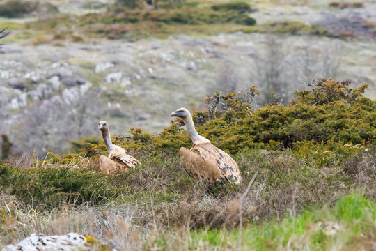 Pareja de buitres reposando despues del festin
