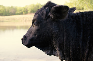 Fototapeta premium Black Angus cow on cattle farm.