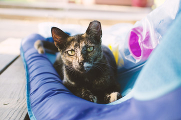 Naklejka premium Pet calico cat shows black and orange pattern on face. 