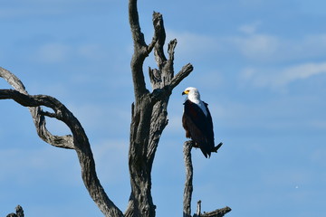 African fish eagle in Kruger National park in South Africa, region Berg en Dal