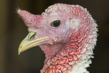The head of a chicken with an unusual comb and a long yellow beak.