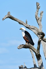 African fish eagle in Kruger National park in South Africa, region Berg en Dal