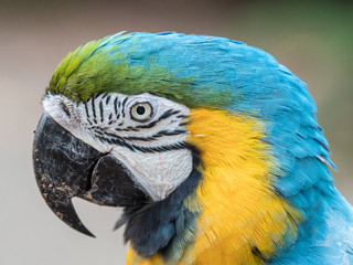 Porträt Gelbbrustara