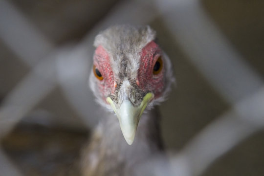 Head of a cock with a red comb and long beak. View through the grate. Blur