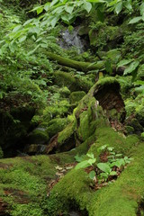 ロックガーデン