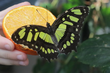 Schmetterling Grün