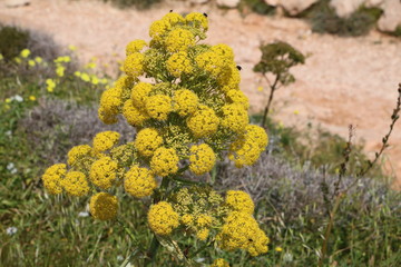 Obraz premium Yellow blooming wild fennel at the Mediterranean Sea, Malta