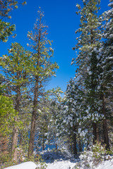 Snow hangs on the limbs of green pine trees in the Sierra Nevada mountains of central California.