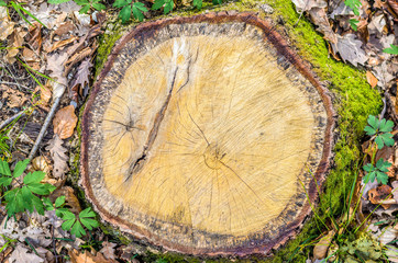 Close-up of a chopped stump surrounded by dry leaves, moss and seedlings that are sprouting