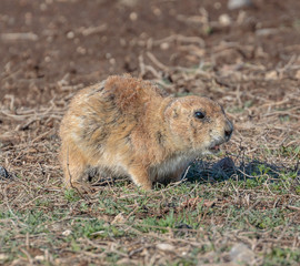 Prairie Dog eating.