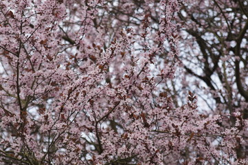 Obraz premium SONY DSC