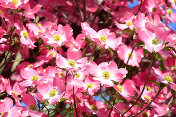 Blumenhartriegel, Frühlingsboten