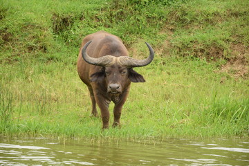 Obraz premium Wasserbüffel