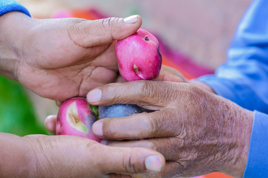 Hands of young woman giving potato to old native american person.
