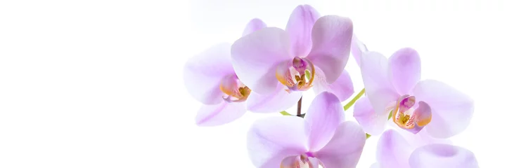 Abwaschbare Fototapete Orchidee - Banner © moquai86