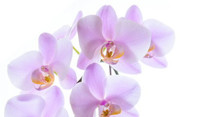 Fototapeta na wymiar Pinke Phalaenopsis Orchidee isoliert