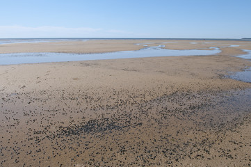 Cape Cod