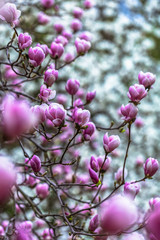 Blooming magnolia. Magic magnolia in the garden