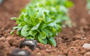 Corn Salad With Water Drops