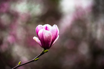 Blooming magnolia. Magic magnolia in the garden
