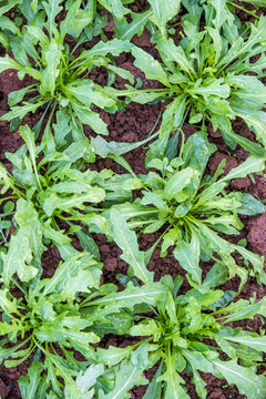 Arugula Plants In A Green House