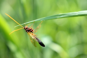 Close-up of a Brown-orange colored wasp Ammophila Ichneumonidae Netelia, clinged to a blade of grass, on a blurred green background