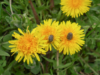 bugs eating from dandelion flower