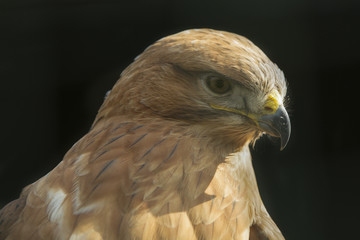 Mooi portret arendbuizerd © photoPepp