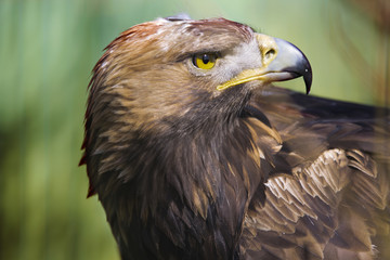 Steppearend kijkt om