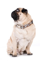 Mops isoliert auf wei&szlig;em Grund sieht nach oben