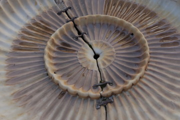 Obraz premium Brunnen Nautilus