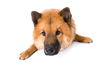 Eurasier isoliert auf weißem Hintergrund