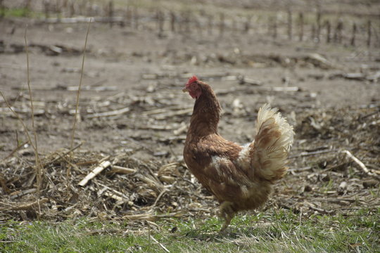 Gallo, gallina, gallinas, campan al aire libre, Gallus gallus, domesticus