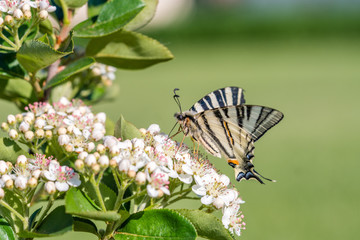 Papilio machaon, the Old World or common yellow swallowtail, is a butterfly of the family...