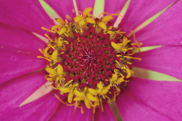 Zinnia elegans, known as youth-and-age, common zinnia or elegant