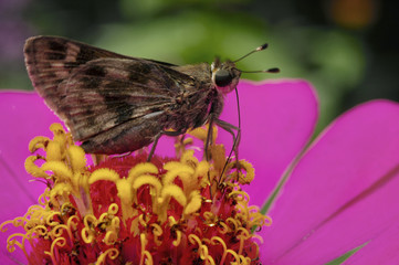 Butterfly feeding on a Zinnia elegans.