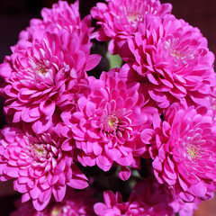 pink chrysanthemum closeup