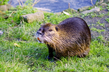 Nutria - Coypu - Nutrie