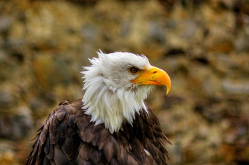 Bald Eagle - Orel Bělohlavý