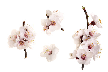 Branch with apricot flowers isolated on white background. Top view. Flat lay. Set or collection